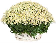 Цветочная композиция из Ромашки в корзине #REPLACE_PRED# Лысьве